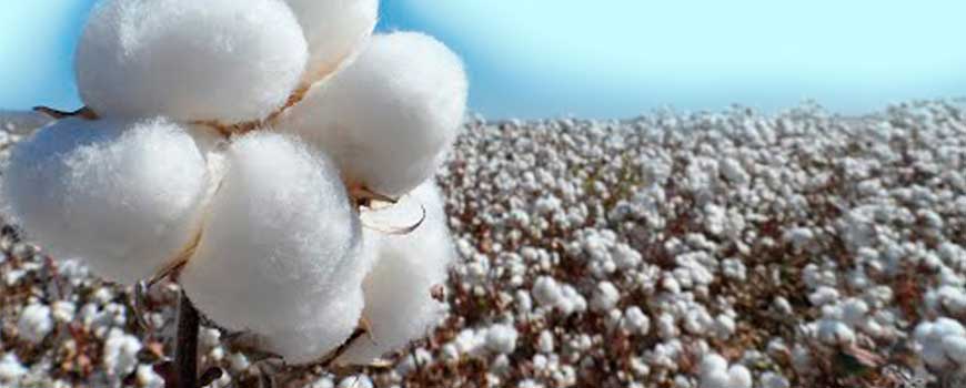 Leyenda toba: El algodón