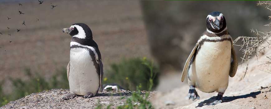 Fauna argentina: Pingüino de  Magallanes