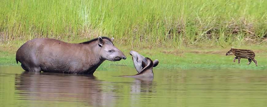 Fauna argentina: El Tapir