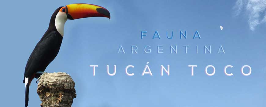 Fauna argentina: Tucán Toco