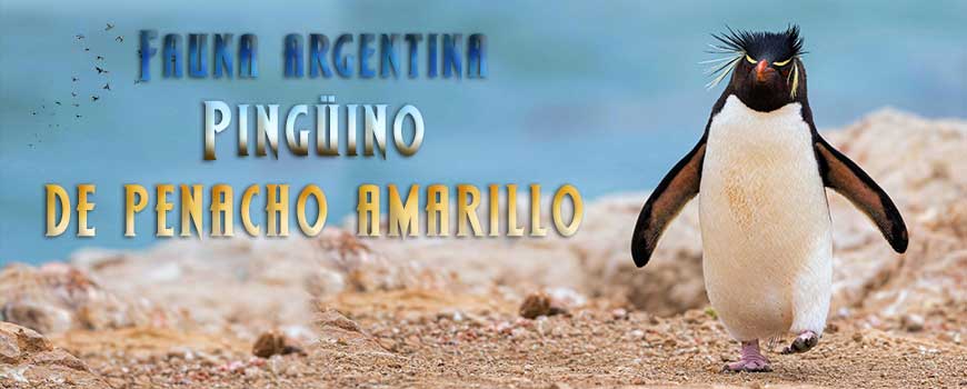 Fauna argentina: Pingüino de penacho amarillo