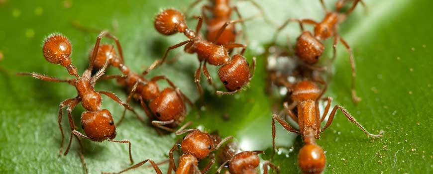 Fauna Argentina: La hormiga argentina