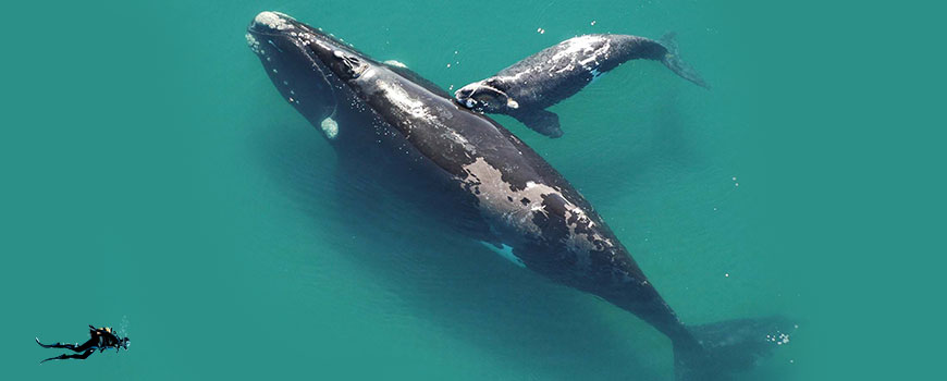 Fauna Argentina: La ballena franca austral
