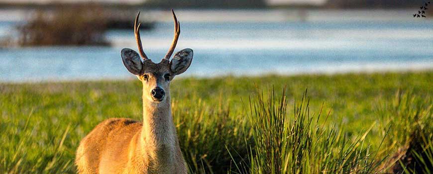 Fauna argentina: El ciervo de los pantanos