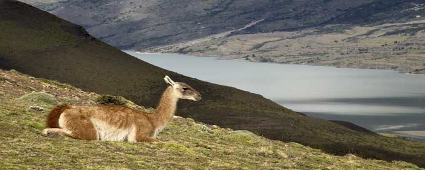 Fauna argentina: El guanaco. Lama guanicoe