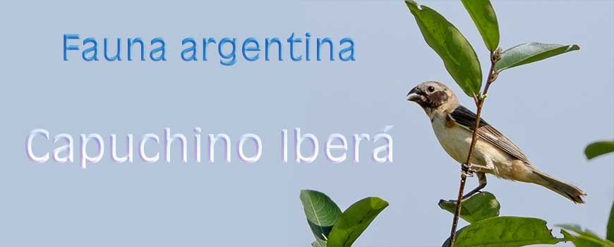 Fauna argentina: Capuchino Iberá